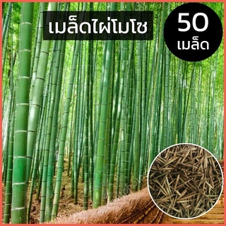 เมล็ดพันธุ์ ไผ่โมโซ Phyllostachys Seeds Moso Bamboo Seed ต้นดอกไม้สวยๆ เมล็ดดอกไม้ พันธุ์ดอกไม้ ต้นไม้ประดับ ต้นไม้มงคล