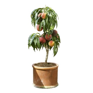 ซื้อ 1 แถม 1，50 เมล็ด (ไม่ใไทยแลนด์สปอต 7-10เมล็ด/ห่อ เมล็ดพันธุ์ลูกพีช Peach Tree Seed Fruit Seeds for planting เมล็ดพั
