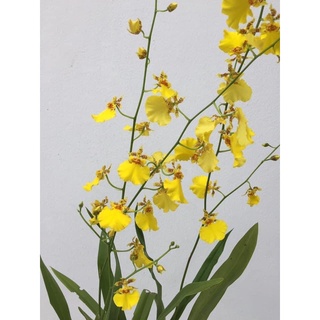 ต้นกล้วยไม้ออนซิเดียม โกรเวอร์ แรมเซ สีเหลือง พร้อมกระถาง ต้นพร้อมให้ดอก (Oncidium Orchid Plant
