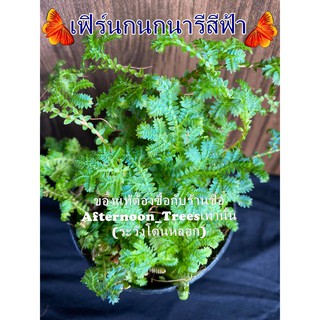 🎉พุ่มเล็ก🎉เฟิร์นกนกนารีสีฟ้า (ไม้ร่ม) 1ต้นก็ส่งค่ะ ขนาด 3 นิ้ว