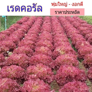 （เมล็ดพันธุ์ ถูก คละ）เมล็ดพืช เรดคอรัล Red Coral ผักสลัด 170-200 seed พร้อมคำแนะนำการปลูกผัก อัตราการงอก70-85% 9SF1