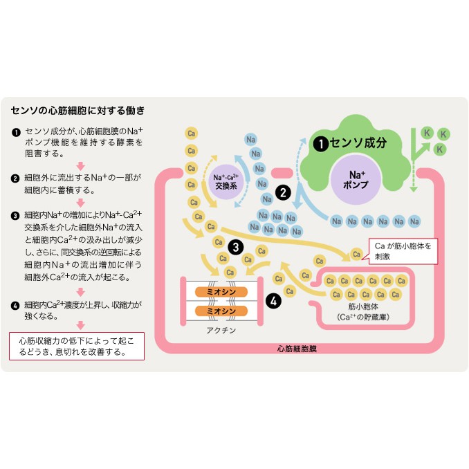 ภาพสินค้าKyushin Pharmaceutical Kyushin 30-120เม็ด คิวชิน สมุนไพรสำหรับผู้มีอาการเหนื่อยหอบ หัวใจสั่น ใจหวิว 救心製薬 救心 จากร้าน beyondsoho บน Shopee ภาพที่ 5