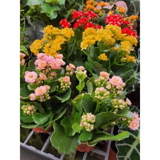 กุหลาบหิน กุหลาบหิน / กาลังโช (Kalanchoe) ในกระถาง4นิ้ว