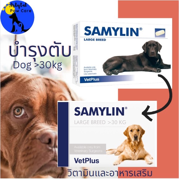 samylin-hepatic-protector-for-large-dogs-30-tablets-บำรุงตับ