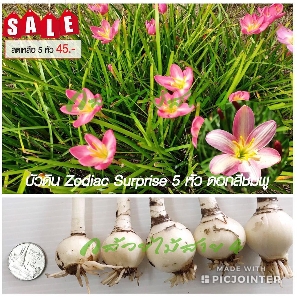 บัวดิน-zodiac-surprise-ดอกบัวดินสีชมพู-5-หัว