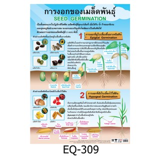 EQ-309 การงอกของเมล็ดพันธุ์ สื่อโปสเตอร์ภาพ กระดาษ หุ้มพลาสติก