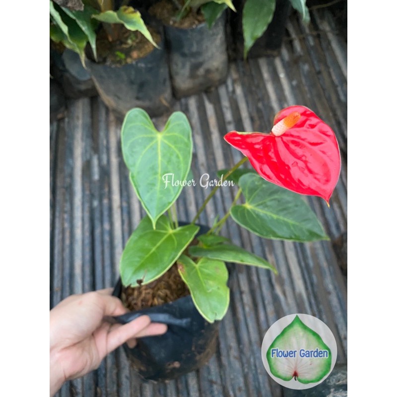 flower-garden-f374-anthurium-ต้นหน้าวัว-ดอกสีแดง-แบบถุงดำ