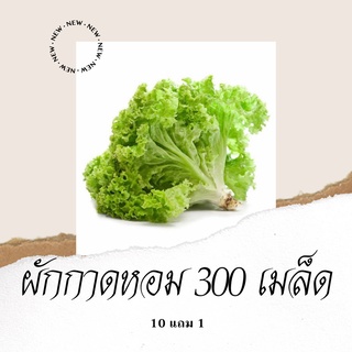 เมล็ดพันธุ์ผัก ผัดกาดหอม 300เมล็ด 10แถม1 คละได้ ปลูกง่ายโตไว