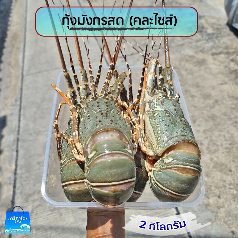 กุ้งมังกรสด-5-กิโล-คุ้มกว่านี้มีที่ไหน