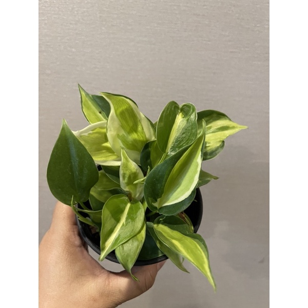 philodendron-hederaceum-brasil-creamsplash-ฟิโลบราซิลสามสี-พลูบลาซิล