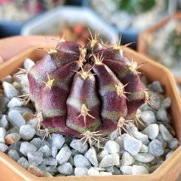 cake-cactus-farm-กระบองเพชร-gymnocalycium-mihanovichii-blueberry-cheese-cake-ยิมโน-บลูเบอรี่ชีสเค้ก