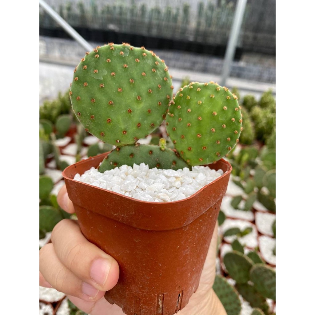 กระบองเพชร-cactus-สายพันธุ์-opantia-rufida-โอพันเทีย-รูฟิด้า-ขนาด-5-6-cm