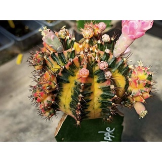 เมล็ด ยิมโนด่าง Mix  จากแม่พันธุ์ชื่อดัง เกือบ 200 โคลน Cactus Seeds gymnocalycium mihanovichii variegata 1 หลอด