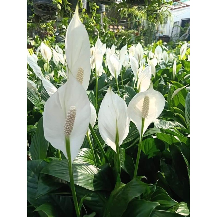 1ต้น-ขาย-ต้นพันธุ์-ดอก-ต้น-ต้นเดหลีดอกขาว-เดหลีดอกขาว-เดหลี-ดอกเดหลี-ดอกขาว-สี-ขาว-peace-lily-fadel