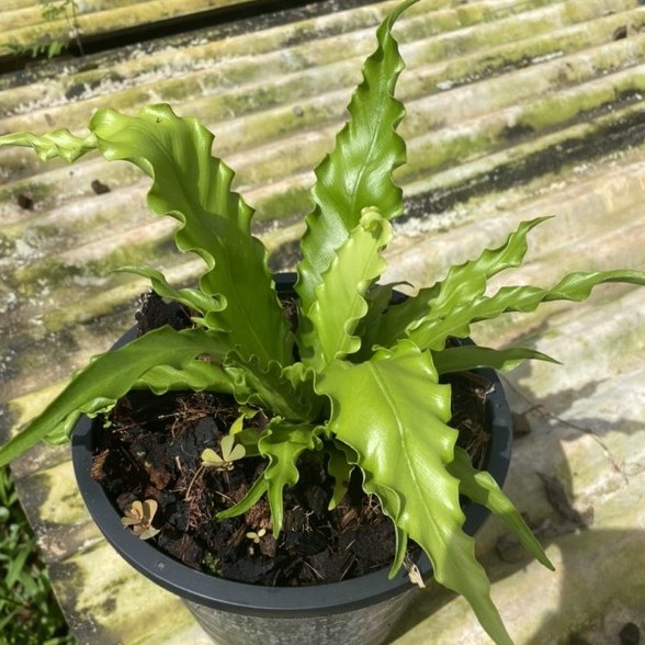 เฟิร์นโอซาก้า-ปลูกใบบ้านช่วยทำให้บ้านเย็น-ไม้ฟอกอากาศ-bird-s-nest-fern