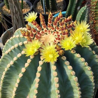 เมล็ดพันธุ์ เฟอโรฟ้า หนามกุด 15 เมล็ด กระบองเพชร แคคตัส Cactus ferocactus glaucescens inermis