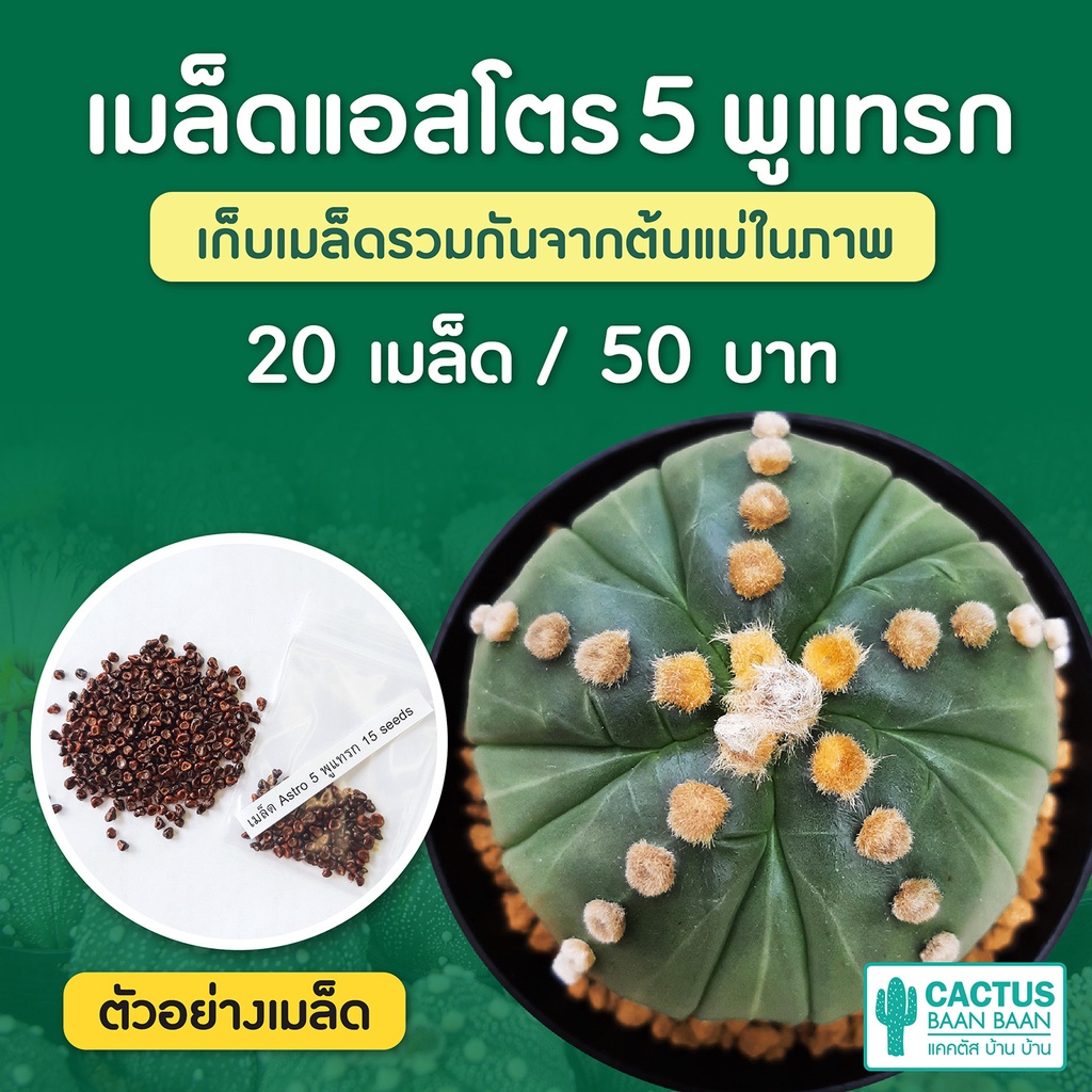 เมล็ดแคคตัส-แอสโตร-5-พูแทรก-ชุดล่ะ-20-เมล็ด-astrophytum-5-พูแทรก