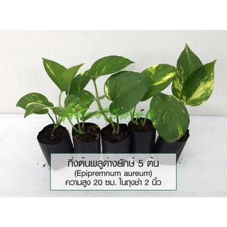 กิ่งต้นพลูด่างยักษ์ 5 ต้น (Epipremnum aureum) ไม้ฟอกอากาศ ความสูง 20 ซม ในถุงชำ 2 นิ้ว