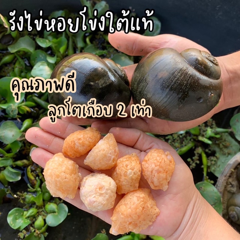 ภาพหน้าปกสินค้า(สั่ง 5 รังขึ้นไป) ไข่หอยโข่งใต้แท้นครศรี คุณภาพดี ลูกโตเกือบ 2 เท่า