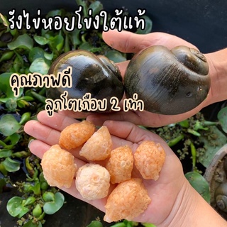 เช็ครีวิวสินค้า(สั่ง 5 รังขึ้นไป) ไข่หอยโข่งใต้แท้นครศรี คุณภาพดี ลูกโตเกือบ 2 เท่า