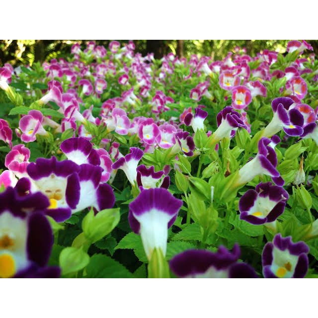 เมล็ดพันธุ์-ดอกแววมยุรา-torenia