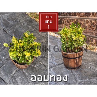 ต้นโกสนพันธุ์ ออมทอง ไซส์เล็ก กระถาง 5" สูง 15-20 เซนติเมตร ซื้อ 10 แถม 1  (จัดส่งแบบถอดกระถาง+รับประกันสินค้า)