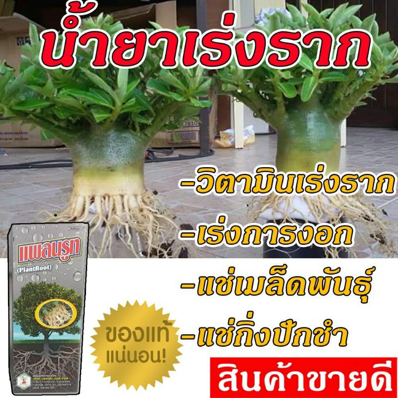 น้ำยาเร่งราก-วิตามินเร่งราก-100-cc-เร่งการงอก-รากแข็งแรก-แพลนรูท