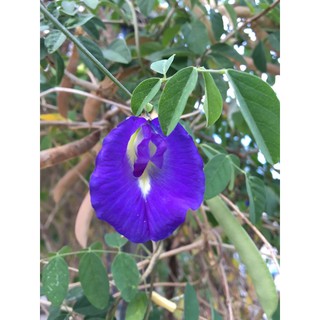 อัญชันม่วง ดอกชั้นเดียว 10/50 เมล็ด🌱 Butterfly pea