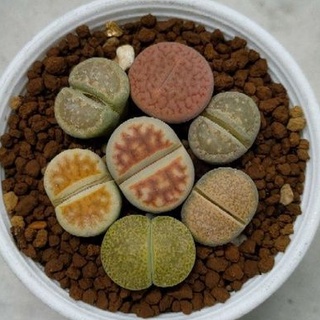 Cake Cactus Farm กระบองเพชร ไม้อวบน้ำ Lithops bromfieldii, julii, aucampiae และ salicola ไลทอป 7 ต้น