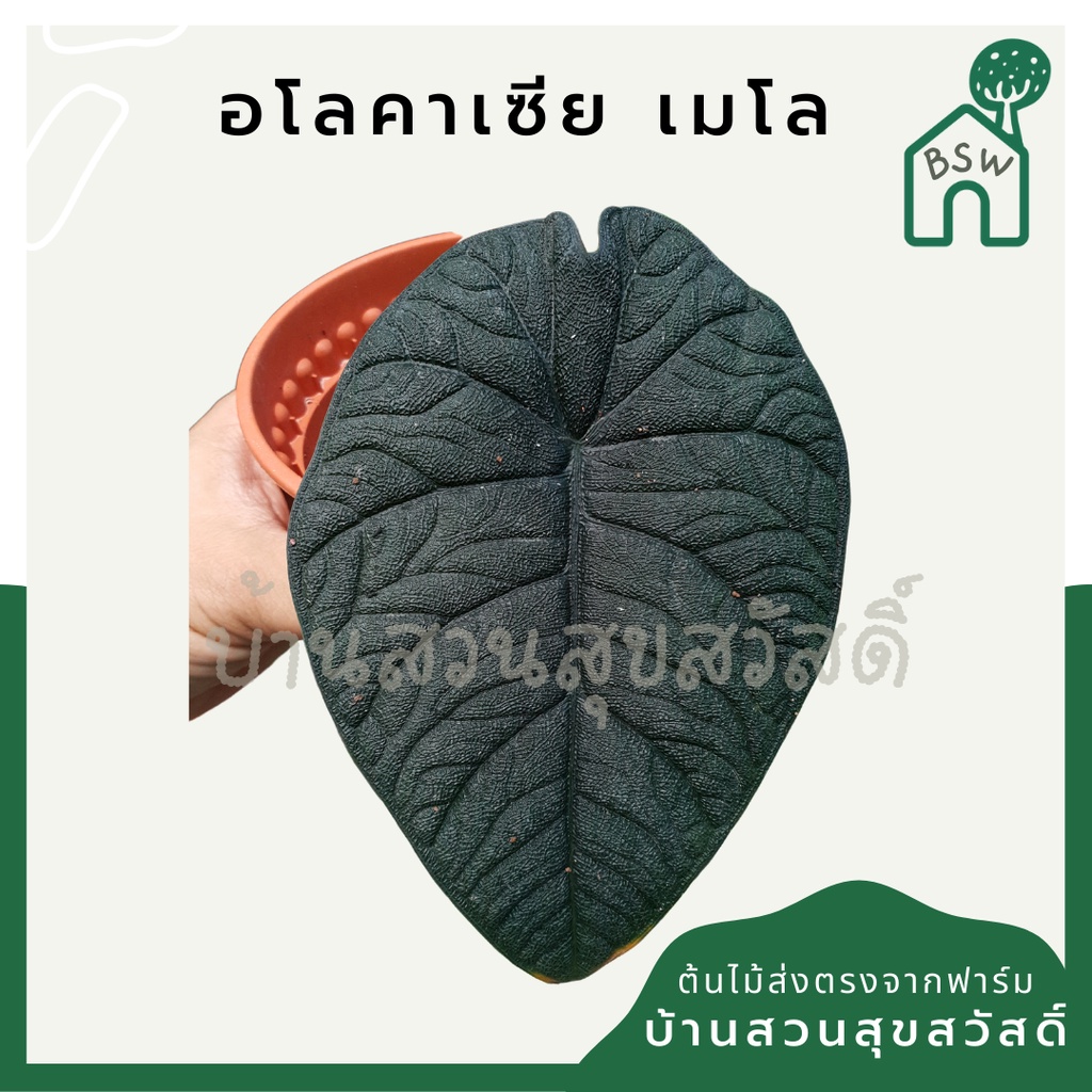 อโลคาเซีย-เมโล-alocasia-melo