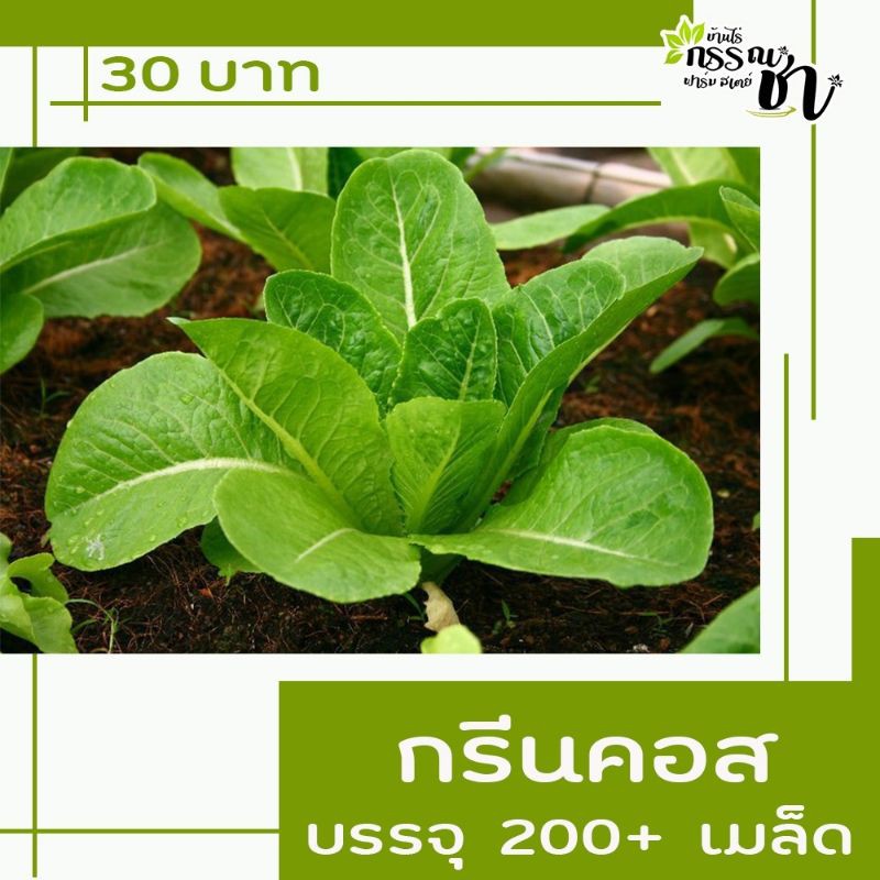 เมล็ดพันธุ์ผักสลัด-ราคาสุดคุ้ม