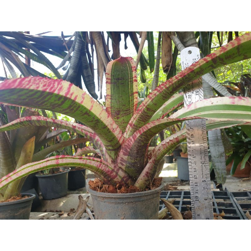 ขายเป็นหน่อหรือต้นลูก-สับปะรดสี-bromeliads-ไม้ด่าง-ไม้ประดับ-ไม้จัดสวน-ไม้มงคล