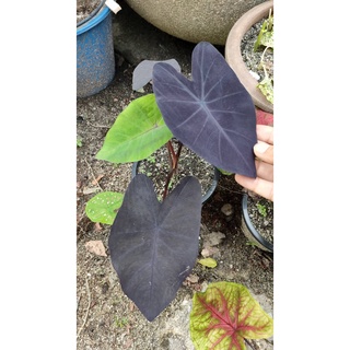 แบลคเมจิก Colocasia black magic ใบมีเสน่ห์ ยิ่งตากแดดใบยิ่งดำ #เสน่ห์ของคนรักไม้ใบ จัดส่งเป็นต้นตัดใบนะคะ