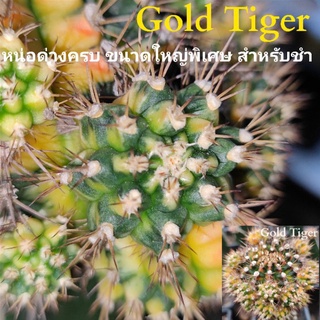 แคคตัสGold Tiger⭐รายการพิเศษ⭐หน่อด่างครบขนาดใหญ่พิเศษใช้ชำหน่อ คนรักหน่อสวยขนาดใหญ่ไม่ควรพลาด