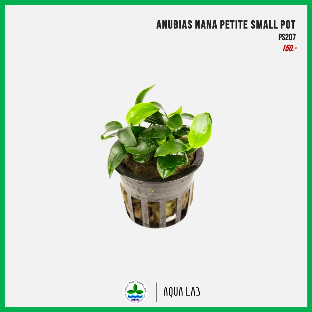 [APC] Anubias nana petite อนูเบียสแคระ [ไม้น้ำ - Aquatic Plants] P207 ...
