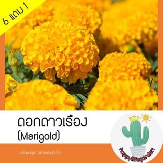 เมล็ดพันธุ์ ดอกดาวเรือง เมล็ดดาวเรือง Marigold มล็ด50 เมล็ด (ไม่ใช่พืช)