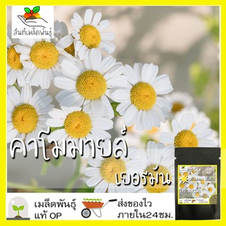 ภาพหน้าปกสินค้าเมล็ดพันธุ์ คาโมมายล์ เยอรมัน 1000 เมล็ด German Chamomile Seed เมล็ดพันธุ์แท้ นำเข้าจากต่างประเทศ ปลูกผัก สวนครัว ถูกดี ที่เกี่ยวข้อง