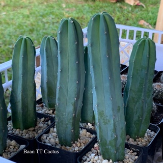 ตอบลู (Myrtillocactus geometrizans/Blue Candle)