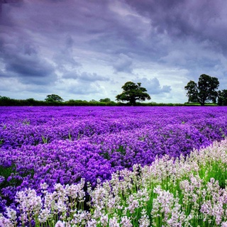 ดอกลาเวนเดอร์ Lavandula Seeds บรรจุ 200 เมล็ ต้นไม้มงคล ต้นไม้ฟอกอากาศ เมล็ดดอกไม้ พันธุ์ไม้ดอก เมล็ดบ เมล็ดนำเข้า คละสี