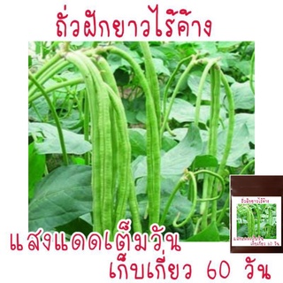 ภาพหน้าปกสินค้าถั่วพุ่ม  ถั่วฝักยาวไร้ค้าง  20 เมล็ด ที่เกี่ยวข้อง