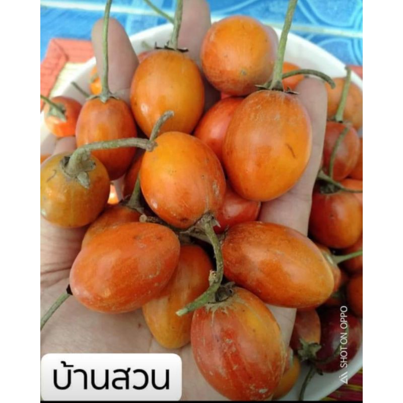 ละมุดสีดาทาบกิ่ง-บ้านสวนพันธุ์ไม้