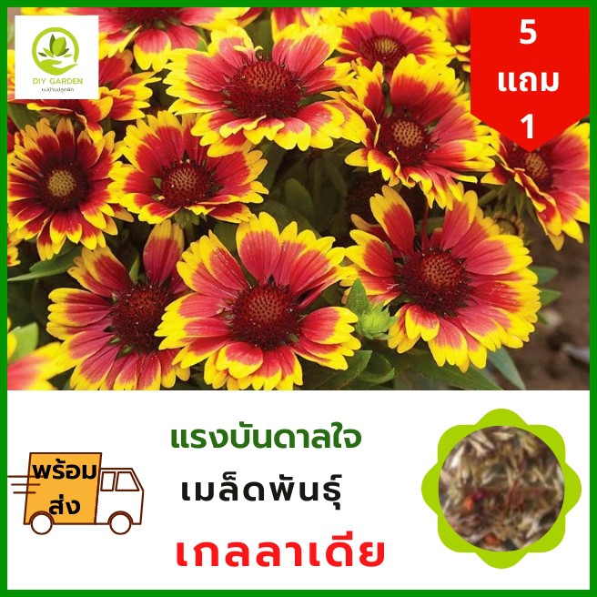 เมล็ดพันธุ์ดอกไม้-เกลลาเดีย-เดือนฉาย-เมล็ดพันธุ์ดอกไม้นำเข้า-ดอกไม้มงคล-จัดสวน-แต่งสวน-ปลูกดอกไม้-ปลูกผัก-ผักสวนครัว