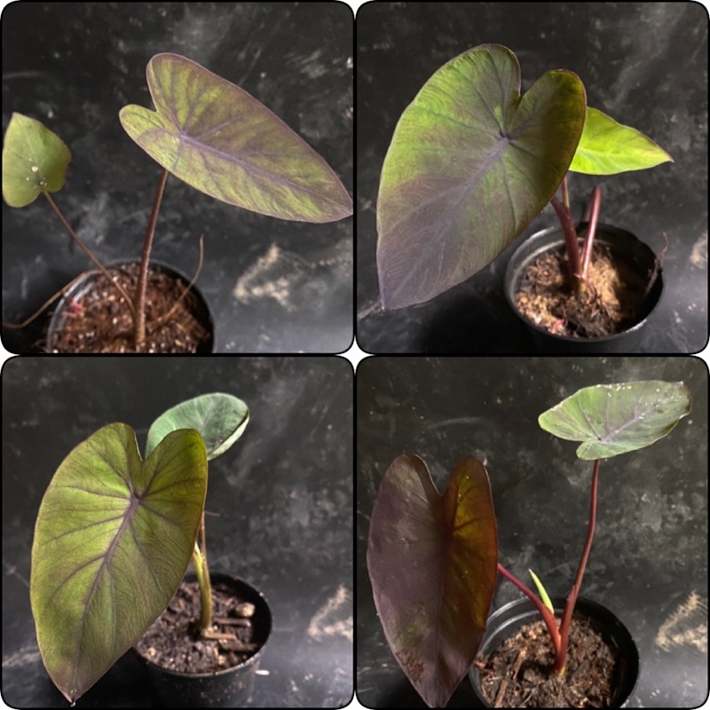 ต้นบอนดำ-black-magic-อยู่ในสกุลเดียวกับเผือกในสกุล-colocasia