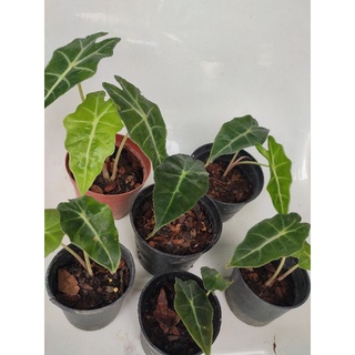 แก้วสารพัดนึก ตัวผู้ ตัวเมีย สตูลดำ พญาจงอา ต้นไม้มงคล ไม้ฟอกอากาศ Alocasia Sanderiana Bull