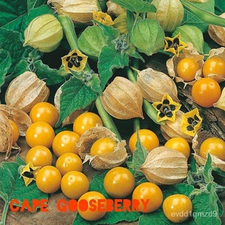 neros gooseberry (15 seeds)向日葵/文胸/seeds/男装/帽子/种子/香菜/鲜花/花园/通心菜/ EU2M