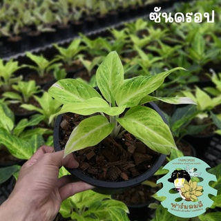 อโกลนีมา ซันดรอป Aglaonema "Sun Drop" 5-7ใบ กระถาง 5"