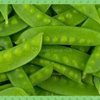 Snow Peas Seeds (Sitsaro/ 8seeds)/เมล็ด/ดอกไม้/สวน/สวน/ดอกทานตะวัน/ดอกไม้/หญ้า/ข้าวโพด/สวนผลไม้/กล้วย/ผู้ชาย/ผู้หญิง/แม่