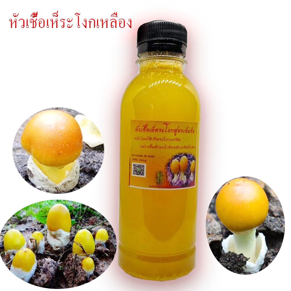 หัวเชื้อเห็ดระโงกเหลือง2ขวดจากเห็ดป่าแก่จัด-250ml-เหมาะกับการราดเชื้อ-ยางนา-กระบาก-ตะแบก-เต็ง-รัง-ต้นพะยอม-เต็งรัง