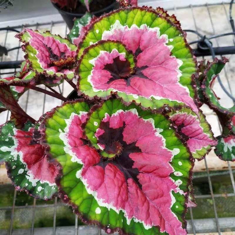 ภาพสินค้า50pcs บีโกเนีย Begonia Seeds (Hosta ) ต้นไม้มงคล ต้นไม้ฟอกอากาศ ต้นไม้ เมล็ดพันธุ์ ไม้ประดับ บอนสี บอนไซ พันธุ์ไม้ดอก จากร้าน dkvwhw5aag บน Shopee ภาพที่ 3
