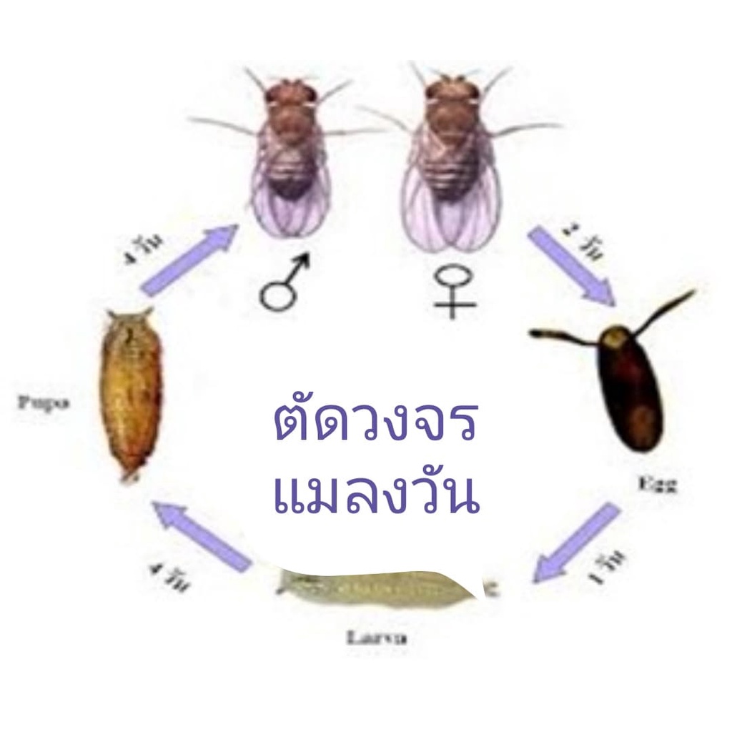 ผงไล่แมลงสาบ-มด-งู-ปลวก-กบ-หนอน-สัตว์เลื้อยคลานลิ้น2แฉก
